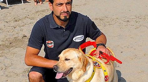Ariel, il labrador di Francesco Totti in forza alla Scuola Italiana Cani Salvataggio. Ansa
