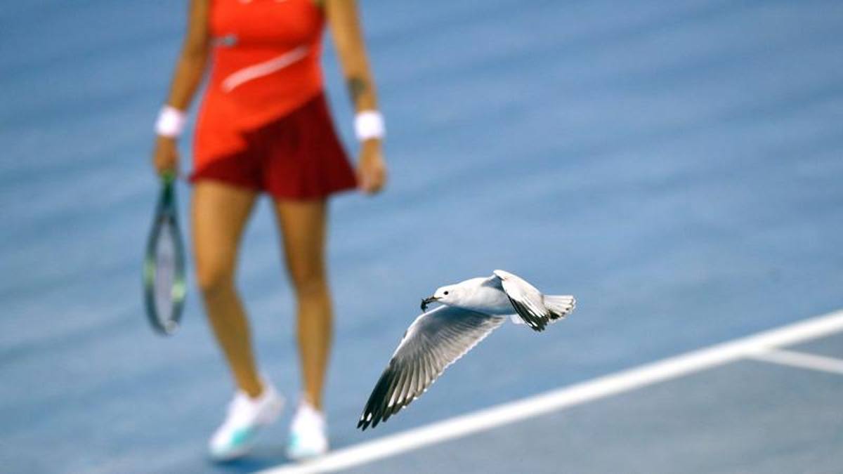 Australian Open, Curiosity: Animal Champions in Melbourne