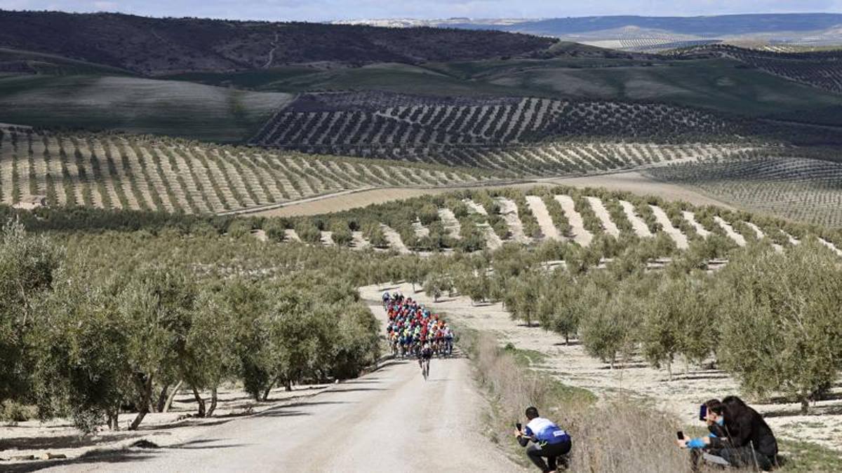 Ulivi, sterrato, cielo azzurro: la Spagna s’innamora delle strade bianche